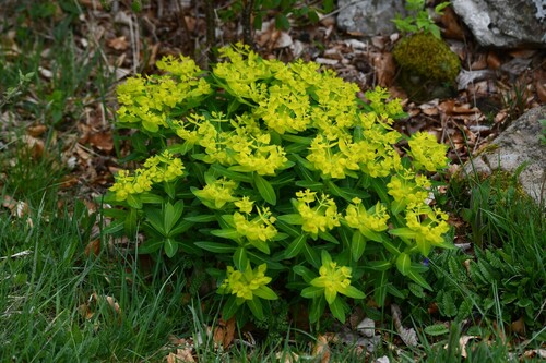 Irish Spurge (Euphorbia hyberna)