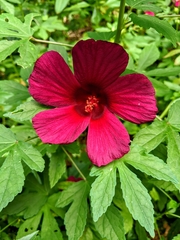 Hibiscus radiatus