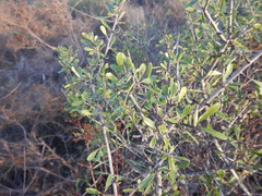 Rhamnus oleoides