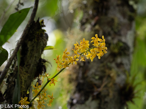 Oncidium chrysomorphum, photograph 4