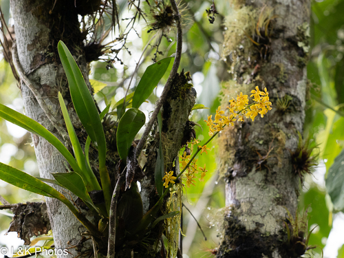 Oncidium chrysomorphum, photograph 3