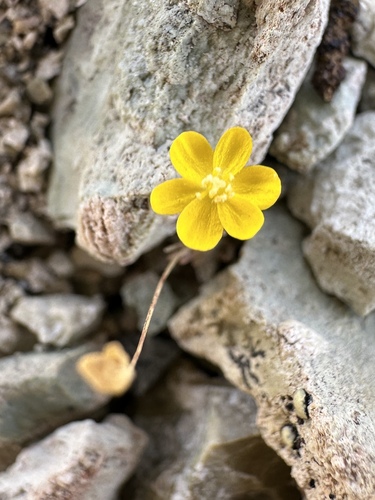 golden pygmypoppy (Canbya aurea)