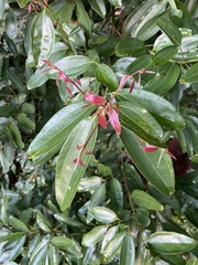 Cinnamomum iners