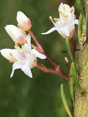 Cuscuta africana