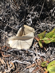 Brunsvigia orientalis