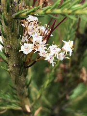 Cuscuta africana