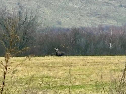 Moose, Rau De Mori, Hunedoara, RO, photo 5 of 10