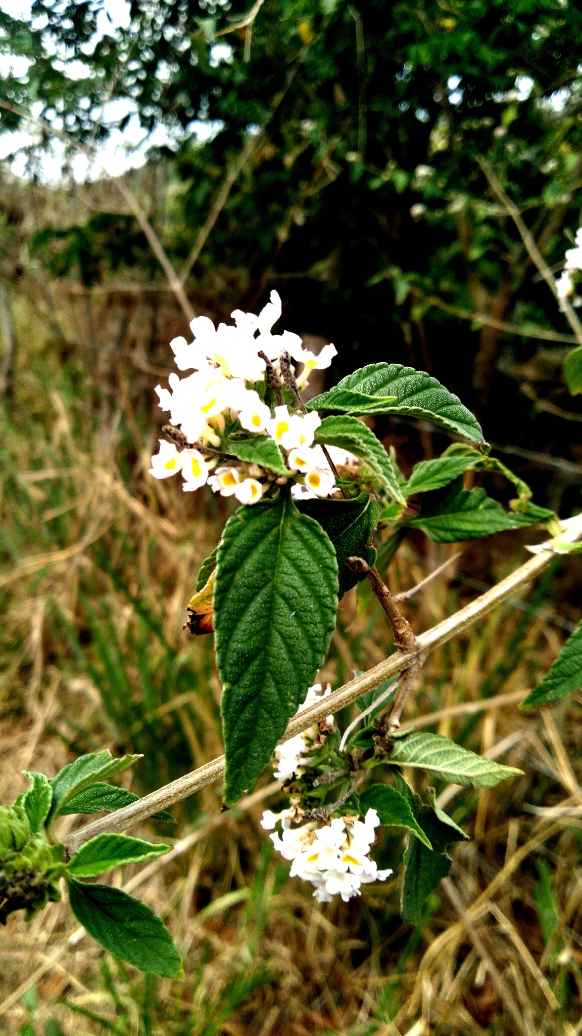 Lantana Canescens (Lantana canescens)