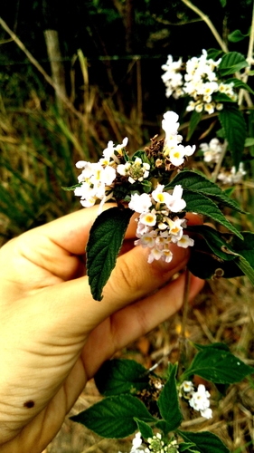 Lantana canescens, photograph 6