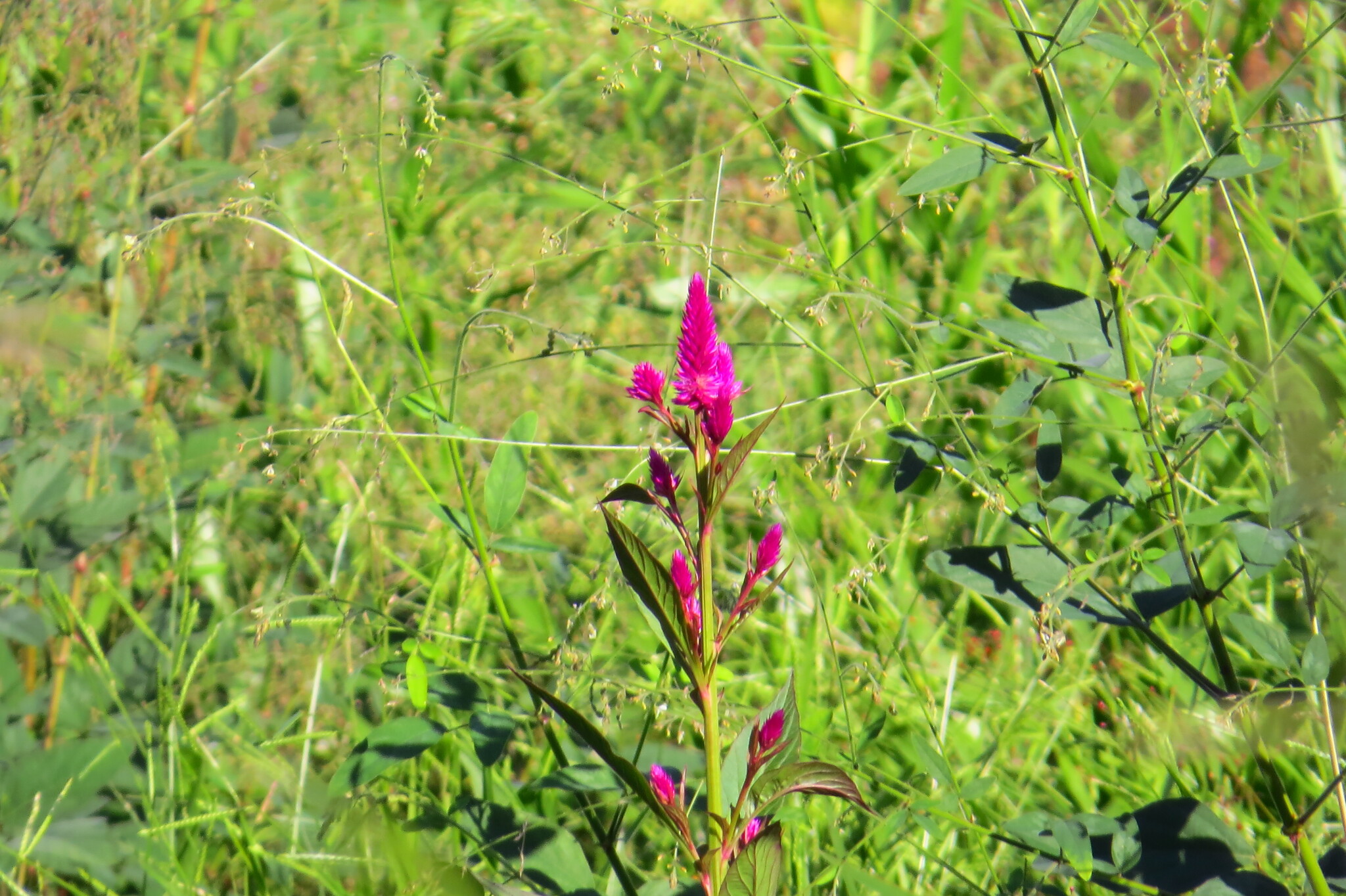 Celosia argentea