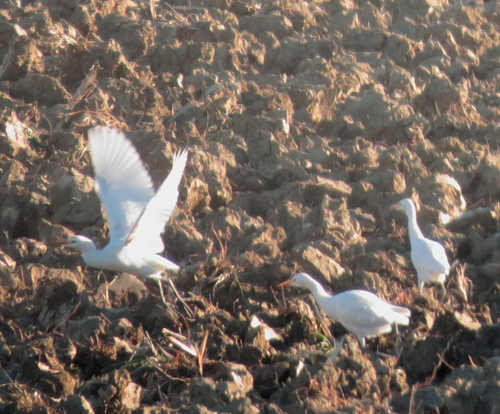 Garcilla bueyera (Bubulcus ibis)