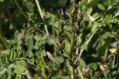 Astragalus schelichowii
