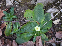 Primula vulgaris