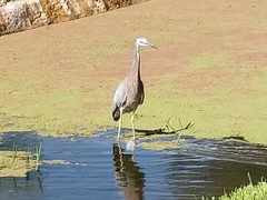 Egretta novaehollandiae