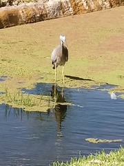 Egretta novaehollandiae