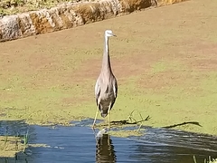 Egretta novaehollandiae