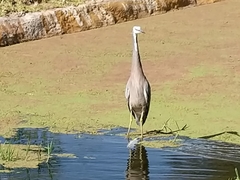 Egretta novaehollandiae