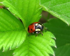 Cryptocephalus cordiger