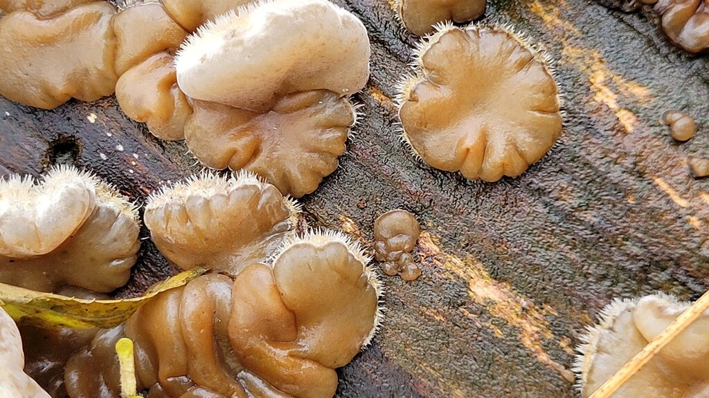 Auricularia mesenterica · December 2025 · photo: © kampfmaus (iNaturalist, cc-by)