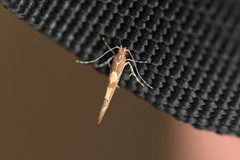 Pyroderces apparitella