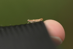 Pyroderces apparitella