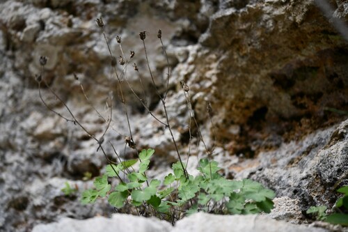 Aquilegia viscosa