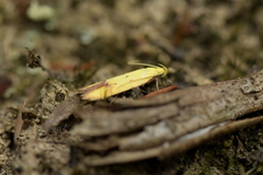 Gymnobathra flavidella