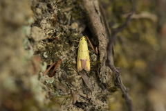 Gymnobathra flavidella