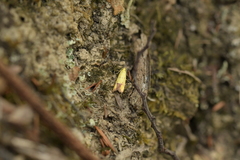 Gymnobathra flavidella