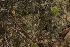 Gymnobathra flavidella