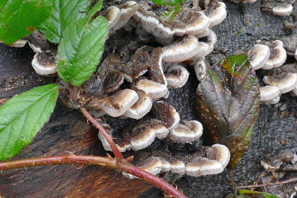 Auricularia mesenterica · December 2025 · photo: © kampfmaus (iNaturalist, cc-by)