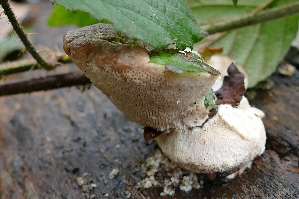 Trametes gibbosa · December 2025 · photo: © kampfmaus (iNaturalist, cc-by)
