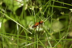 Sphictostethus calvus