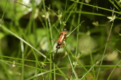 Sphictostethus calvus