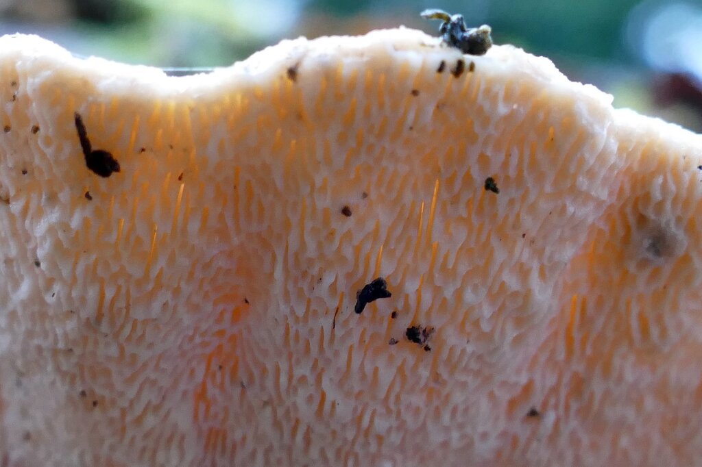 Trametes gibbosa · December 2025 · photo: © kampfmaus (iNaturalist, cc-by)