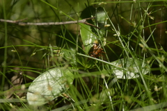 Sphictostethus calvus