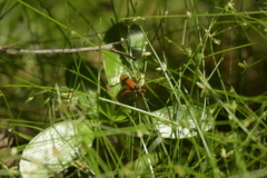 Sphictostethus calvus