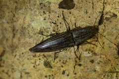 Metablax acutipennis