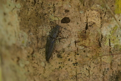 Metablax acutipennis