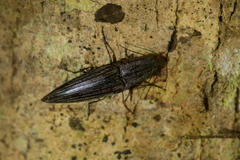 Metablax acutipennis
