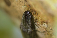 Metablax acutipennis