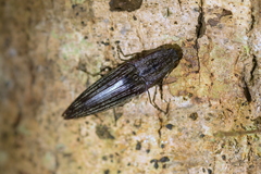 Metablax acutipennis