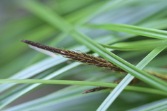 Carex uncinata