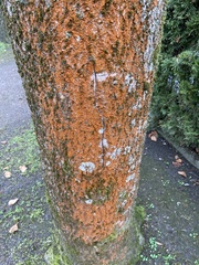 Trentepohlia aurea