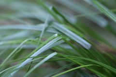Carex uncinata