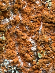 Trentepohlia aurea