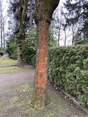Trentepohlia aurea