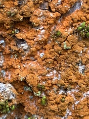 Trentepohlia aurea