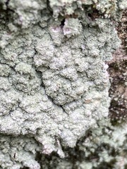 Lepraria