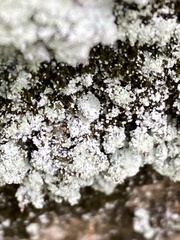 Lepraria